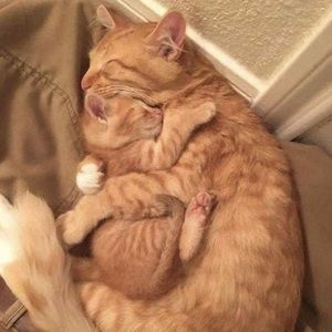 Meet your Posher, Francy